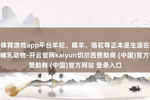 体育游戏app平台羊驼、藏羊、骆驼等正本是生涯在高海拔地区的哺乳动物-开云官网kaiyun切尔西赞助商 (中国)官方网站 登录入口